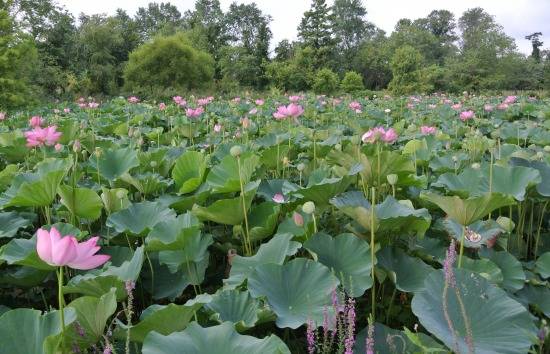 Agazaclick Com Visit Kenilworth Park And Aquatic Gardens