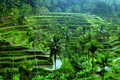 Travel to Indonesia Tours in Indonesia Travel Offers to Indonesia Travel to Indonesia Tours in Indonesia Travel Offers to Indonesia
