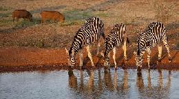 Travel Offer Kenya Nairobi kenya Travel Offer Kenya Nairobi kenya