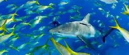 Travel to Egypt Tours in Egypt Travel Offers to Egypt Travel to Egypt Tours in Egypt Travel Offers to Egypt