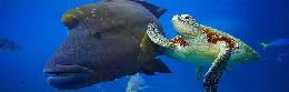 Travel to Egypt Tours in Egypt Travel Offers to Egypt Travel to Egypt Tours in Egypt Travel Offers to Egypt